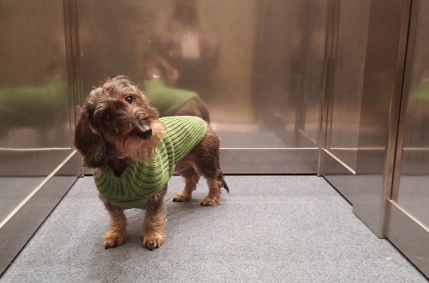 Pets no elevador