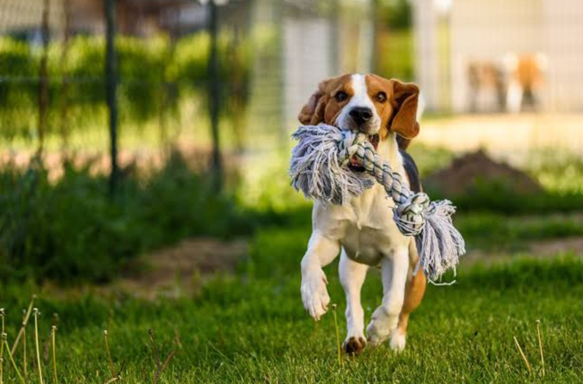 Barulho e sujeira causados por animais de estimação em condomínios podem gerar multa para os donos.