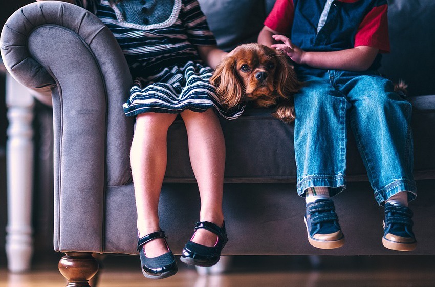 Conheça os direitos e os deveres de quem cria pets em condomínio