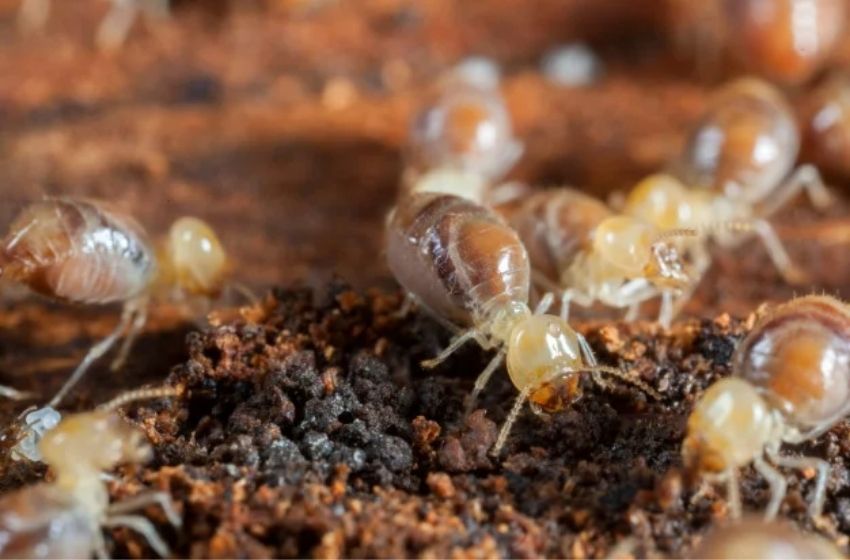 Controle de cupins em condomínios.