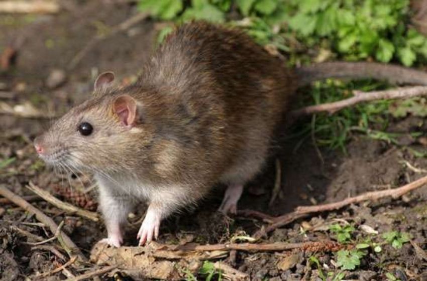 Faça o controle de pragas no condomínio: o verão está chegando!