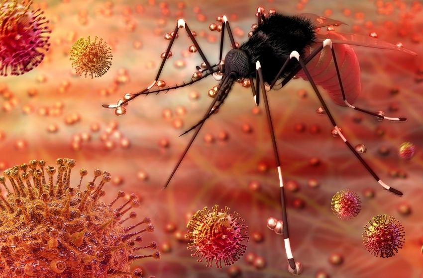 Verão: tempo de redobrar cuidados contra o Aedes aegypti.