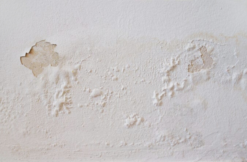 Mofo e bolor: entenda a diferença entre eles e confira dicas de como preveni-los.