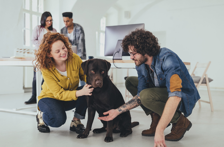 Animais de estimação em condomínios comerciais.
