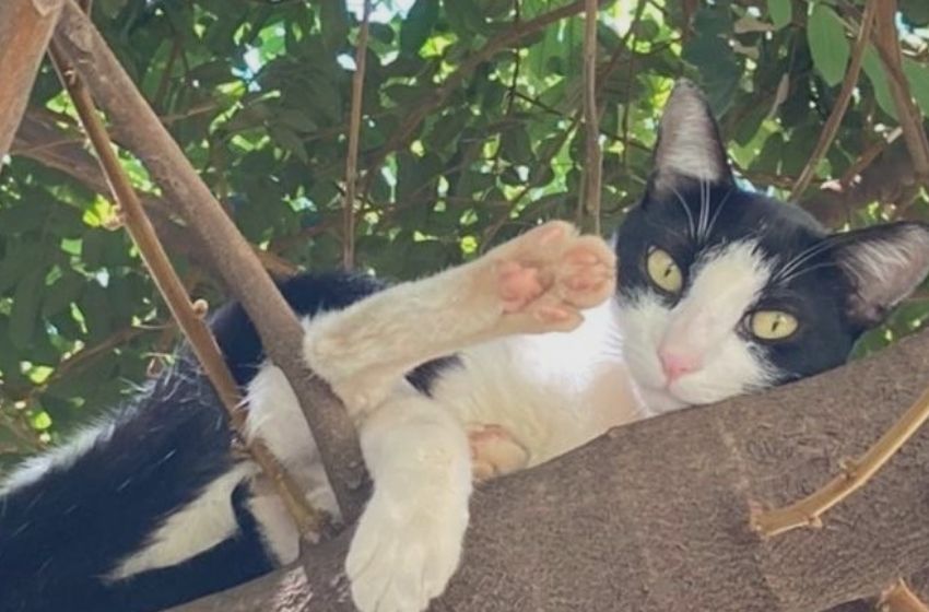 Síndico tenta impedir que gato fique em condomínio e xinga morador por ação.