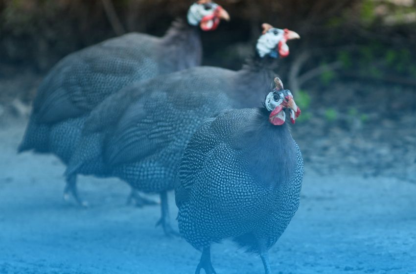 Condomínios de luxo são multados por manter galinhas como caçadoras de escorpiões.