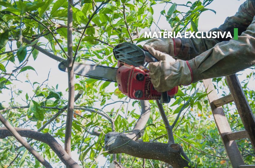 Chuvas e podas de árvores: entenda cuidados necessários para evitar acidentes.