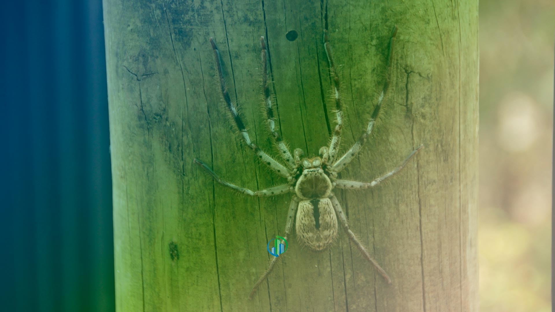 Como lidar com animais peçonhentos no condomínio?