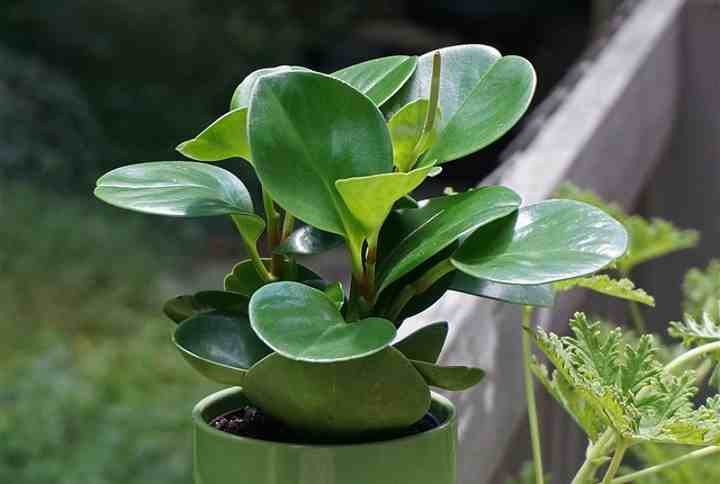 Peperomia-obtusifolia.jpg