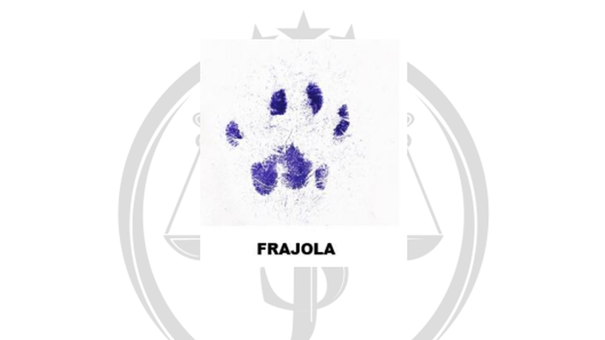 frajola abBc3tZ widexl